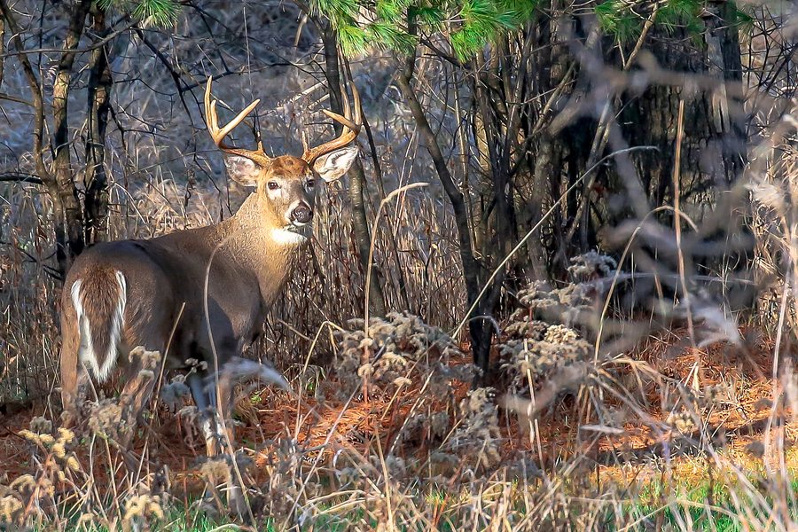 An adult buck deer standing at attention during the Wisconsin deer rut.