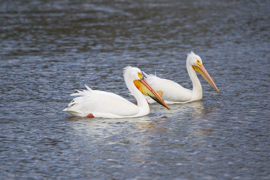 Two American White Pelican Swimming