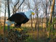 Wood Eagle Sculpture on the grounds of Wisconsin River Retreat
