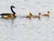 Geese on the Wisconsin River